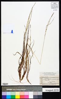 Digitaria filiformis image