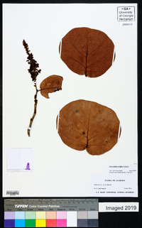 Coccoloba uvifera image