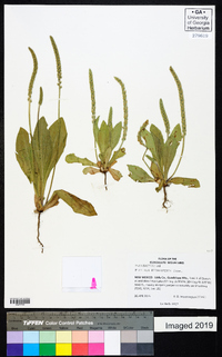 Plantago rhodosperma image