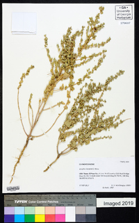 Atriplex saccaria image