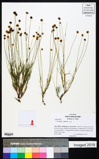 Thelesperma longipes image