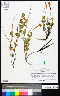 Telosiphonia macrosiphon image