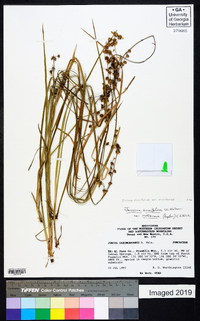 Juncus ensifolius var. montanus image