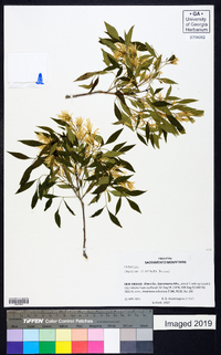 Fraxinus cuspidata image