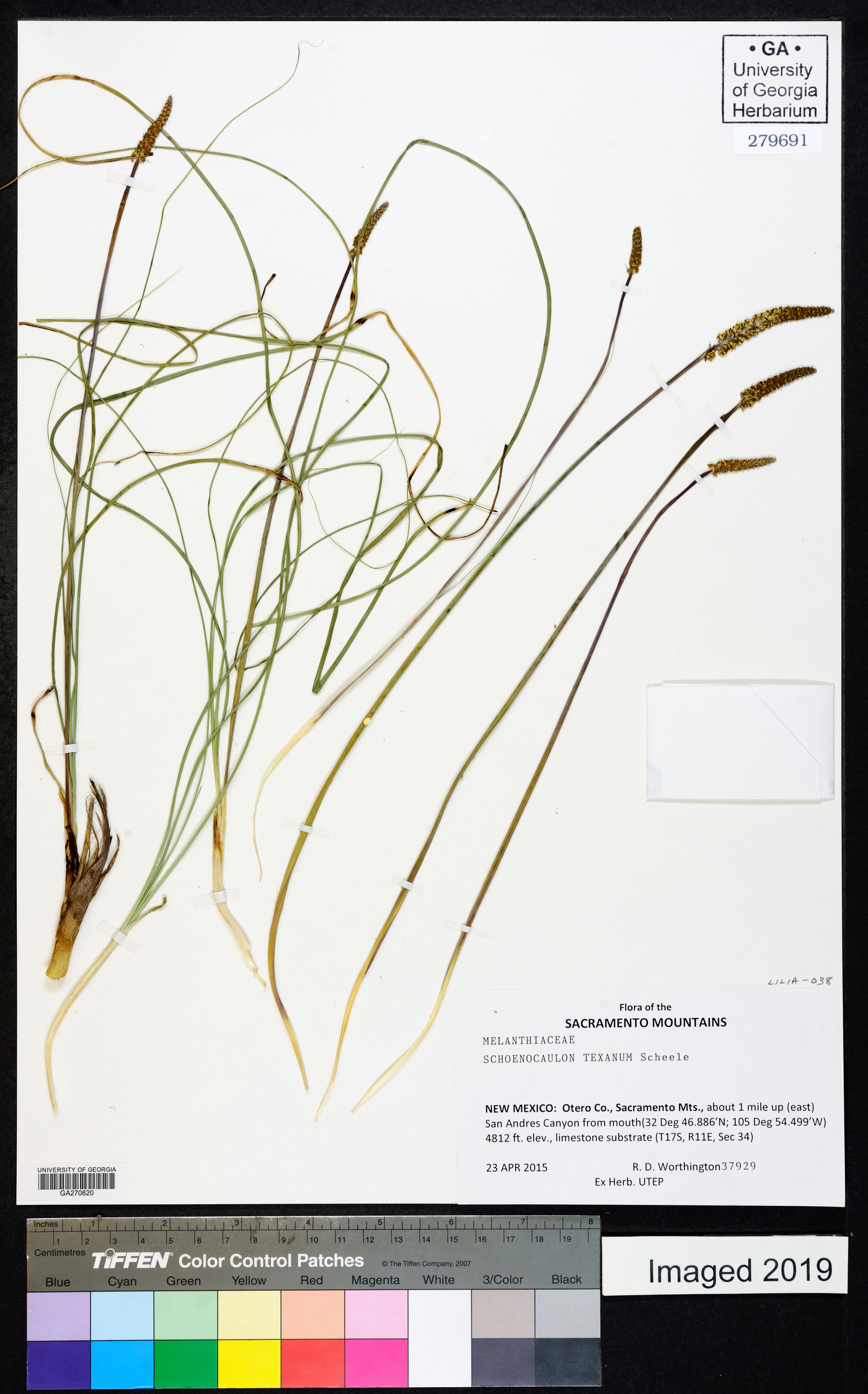 Schoenocaulon texanum image