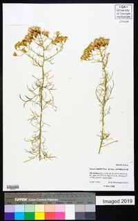 Senecio riddellii image