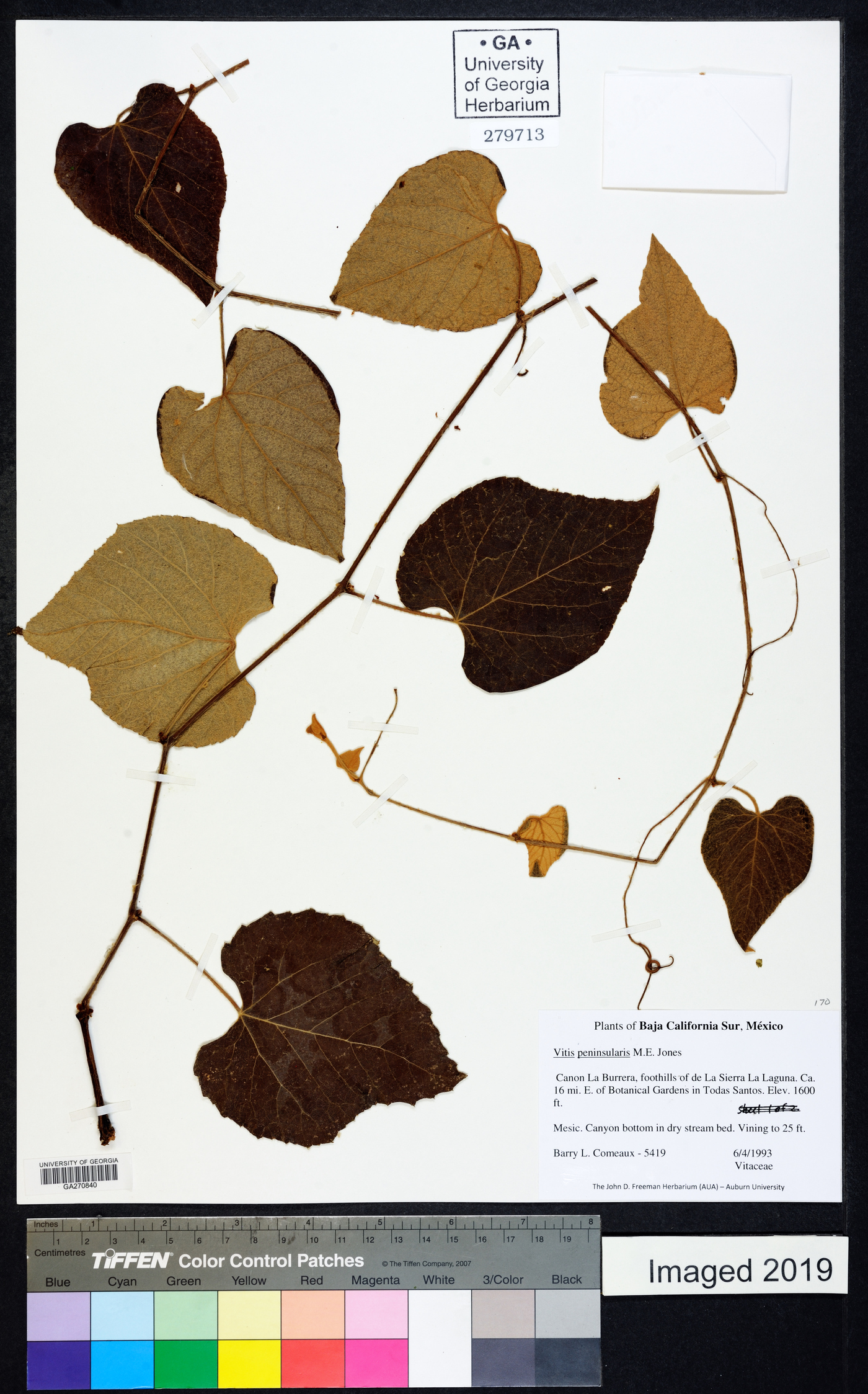 Vitis peninsularis image