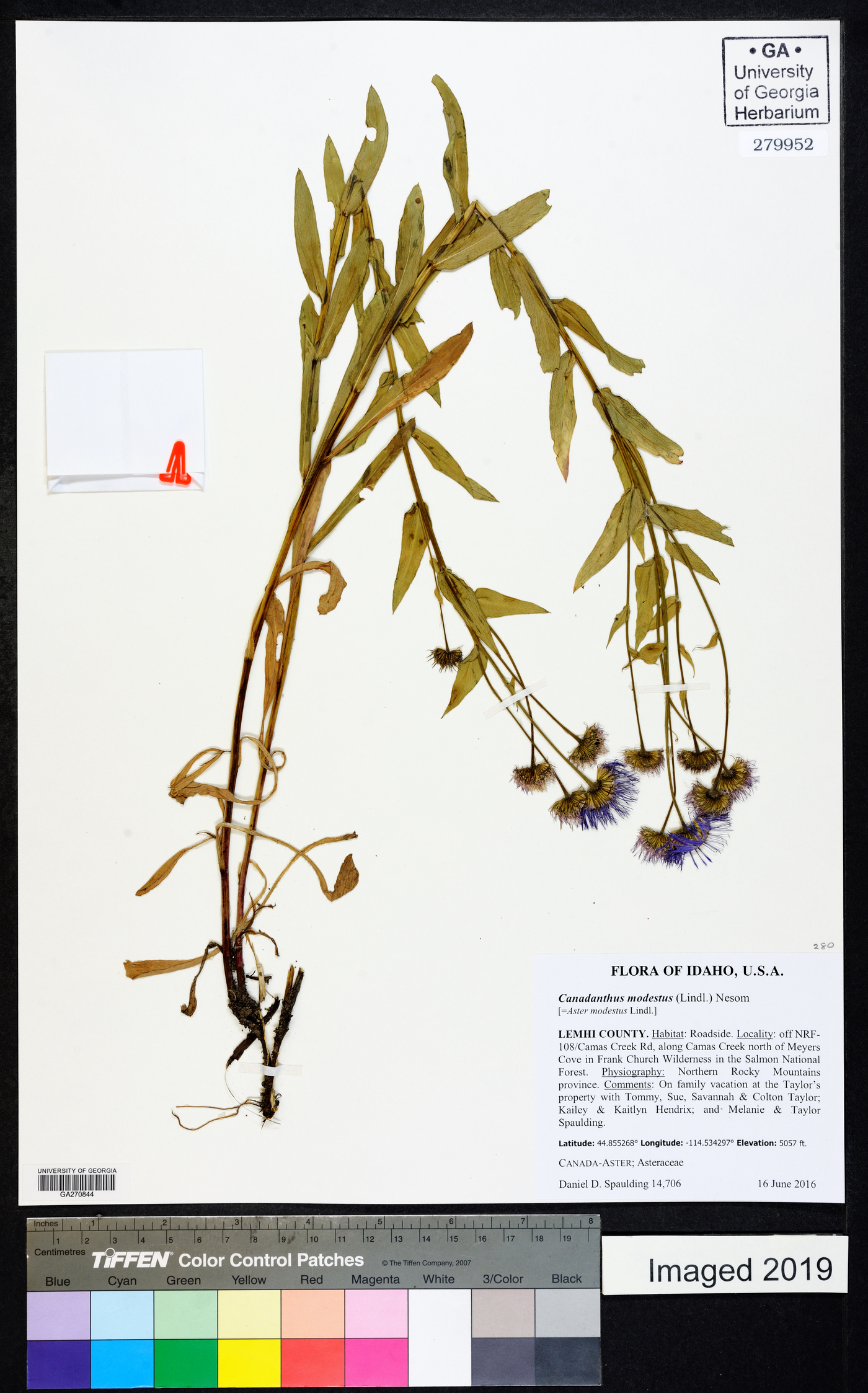 Canadanthus modestus image