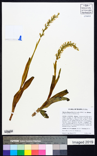 Piperia dilatata image