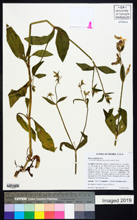 Silene latifolia image