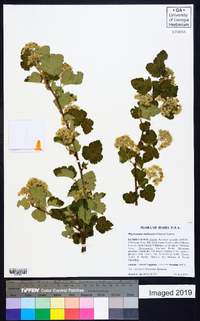 Physocarpus malvaceus image