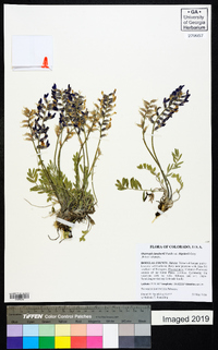 Oxytropis lambertii var. bigelovii image