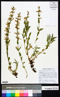 Penstemon deustus image