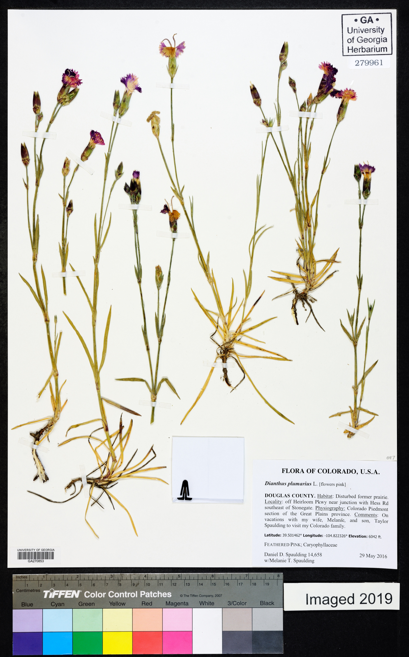 Dianthus plumarius image