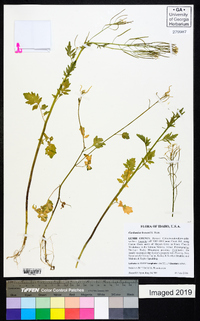 Cardamine breweri image