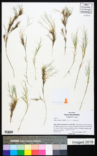 Muhlenbergia repens image