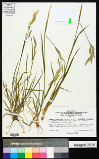 Bromus catharticus image