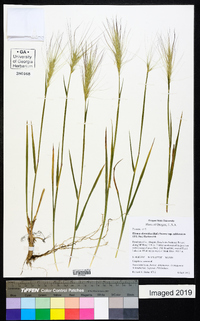 Elymus elymoides subsp. californicus image