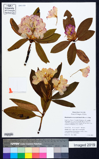 Rhododendron macrophyllum image