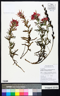 Castilleja applegatei var. pinetorum image