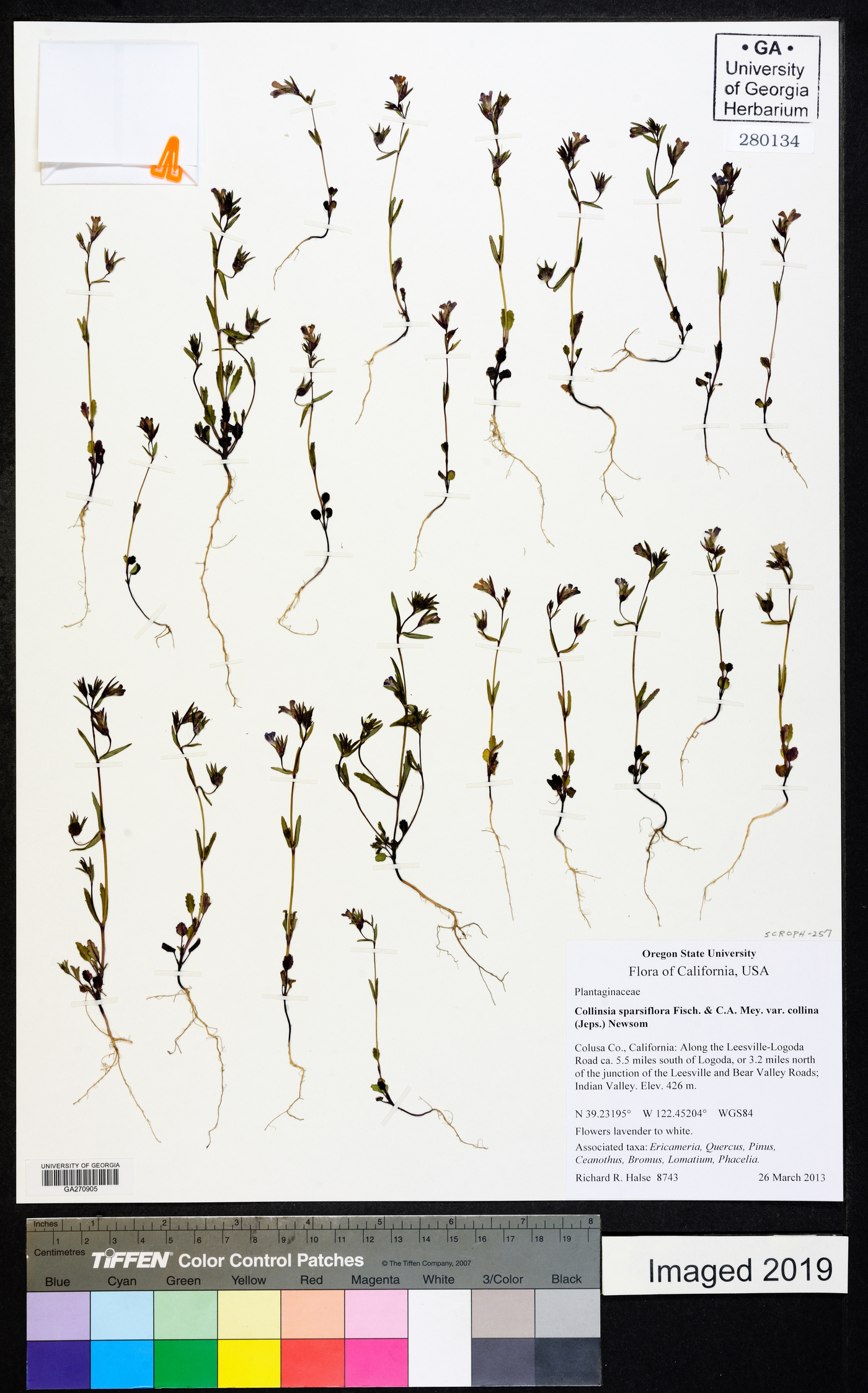 Collinsia sparsiflora var. collina image