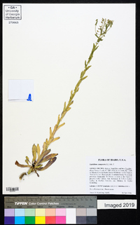 Lepidium campestre image