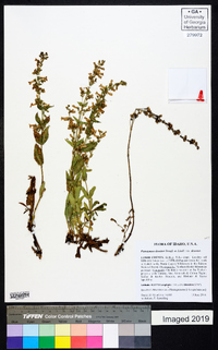 Penstemon deustus image