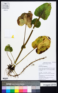 Doronicum pardalianches image