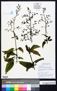 Scrophularia californica image