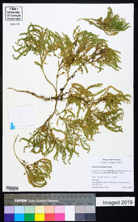 Lepidium oblongum image