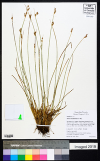 Juncus drummondii image