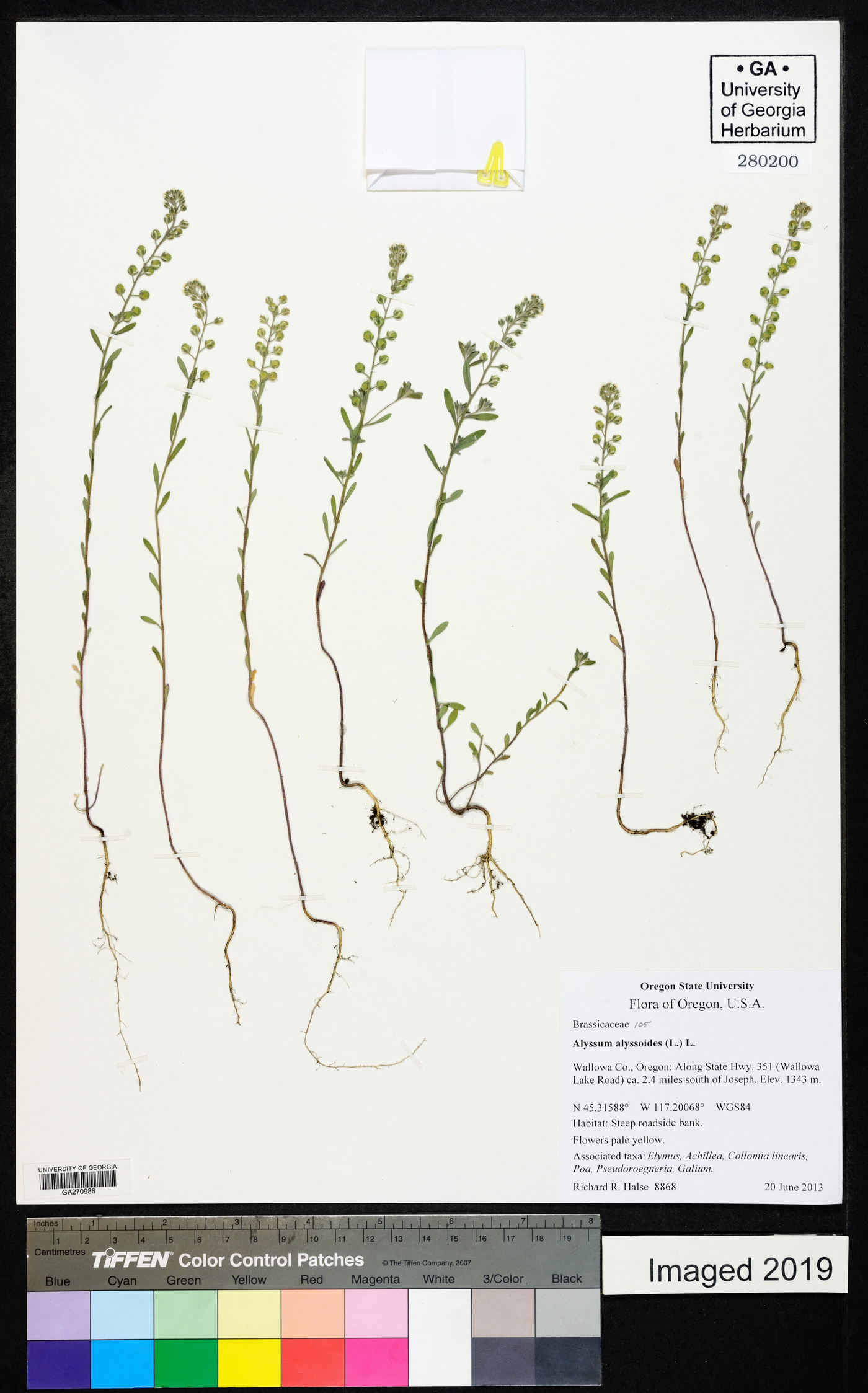 Alyssum alyssoides image