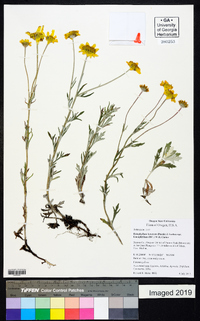 Eriophyllum lanatum image