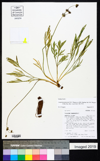 Lomatium pastorale image