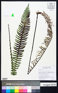 Blechnum spicant image