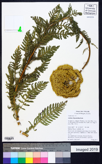 Achillea filipendulina image