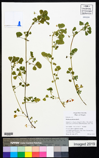 Medicago polymorpha image