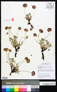 Eriogonum ovalifolium var. purpureum image