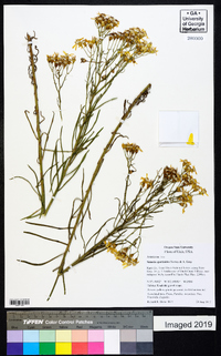 Senecio spartioides image