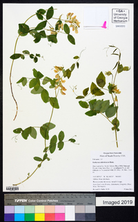 Lathyrus ochroleucus image