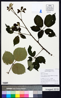 Rubus vestitus image