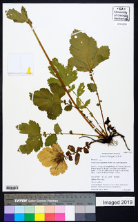 Geum macrophyllum image