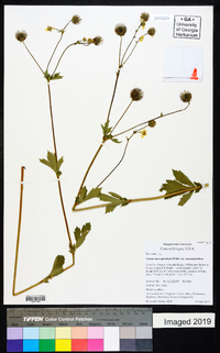 Geum macrophyllum var. macrophyllum image