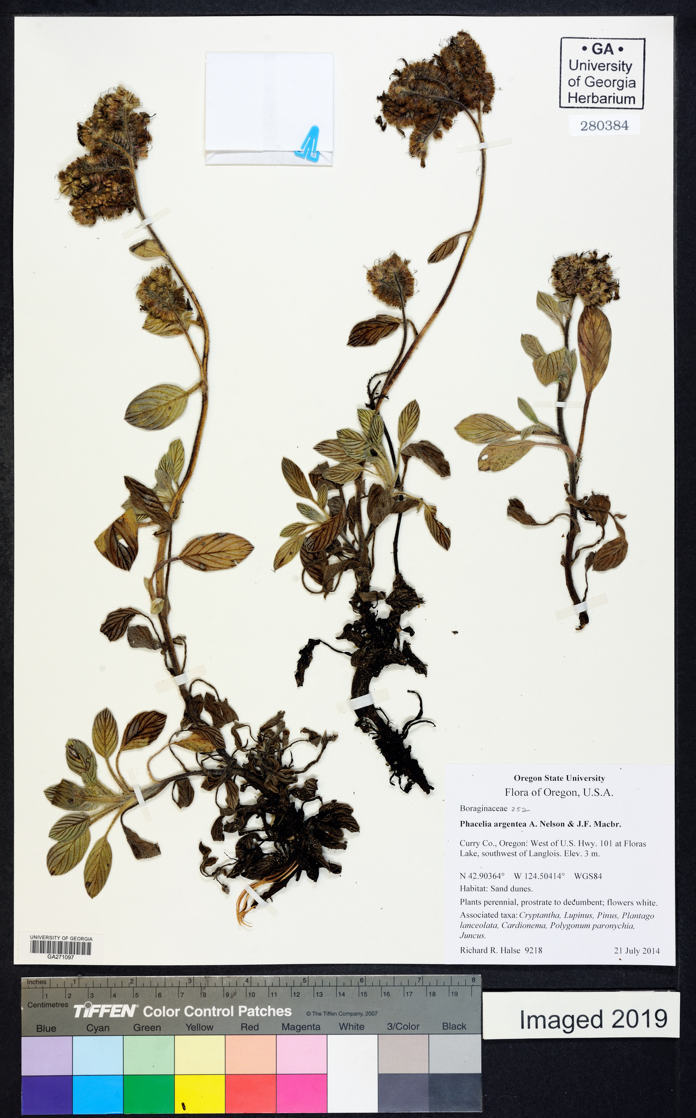 Phacelia argentea image