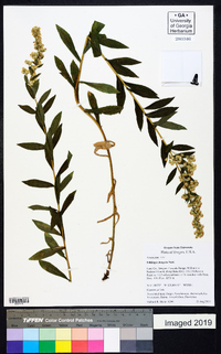 Solidago elongata image