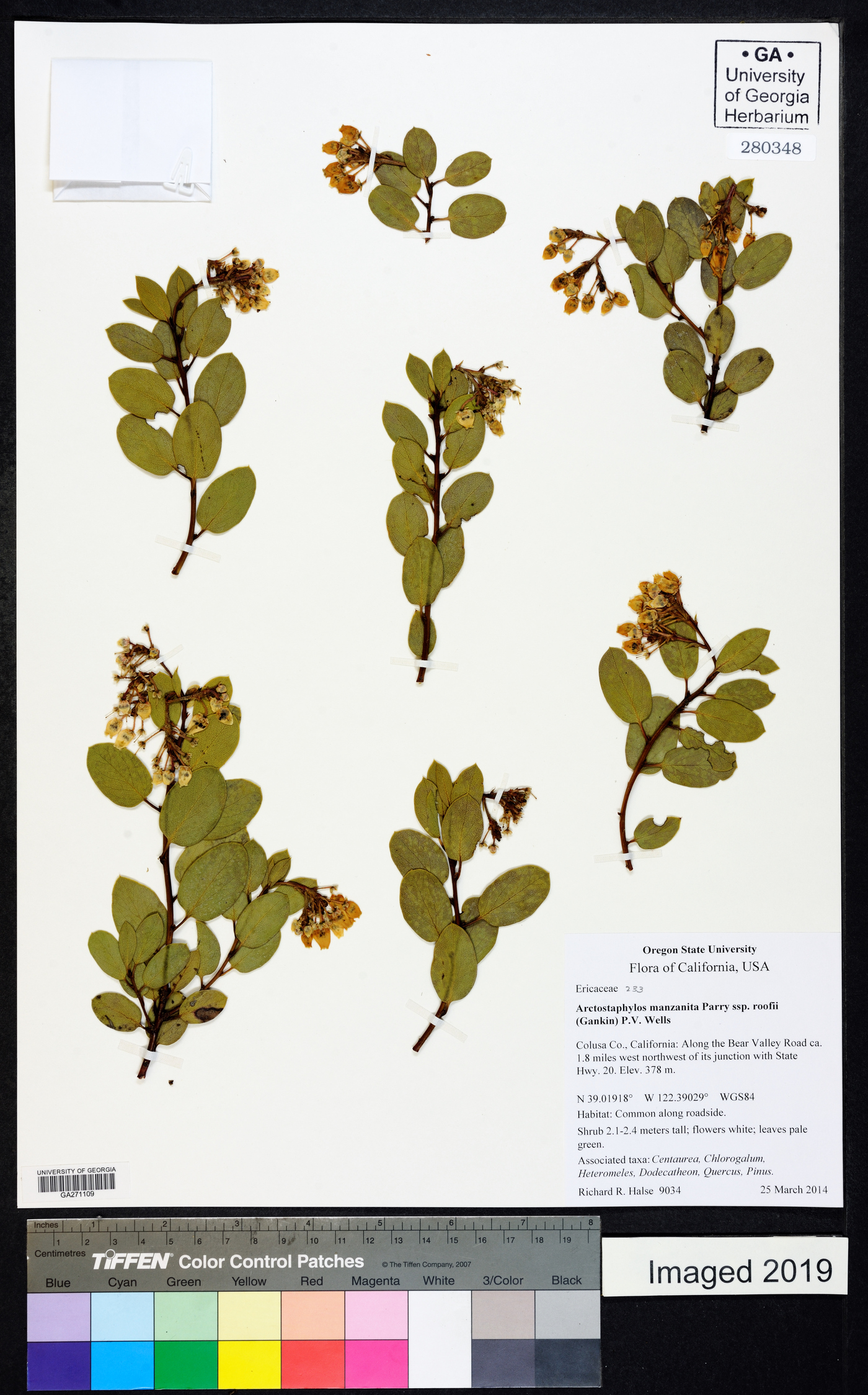 Arctostaphylos manzanita subsp. roofii image
