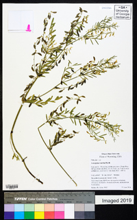 Astragalus multiflorus image