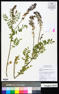 Astragalus bisulcatus image