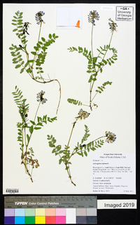 Astragalus alpinus image