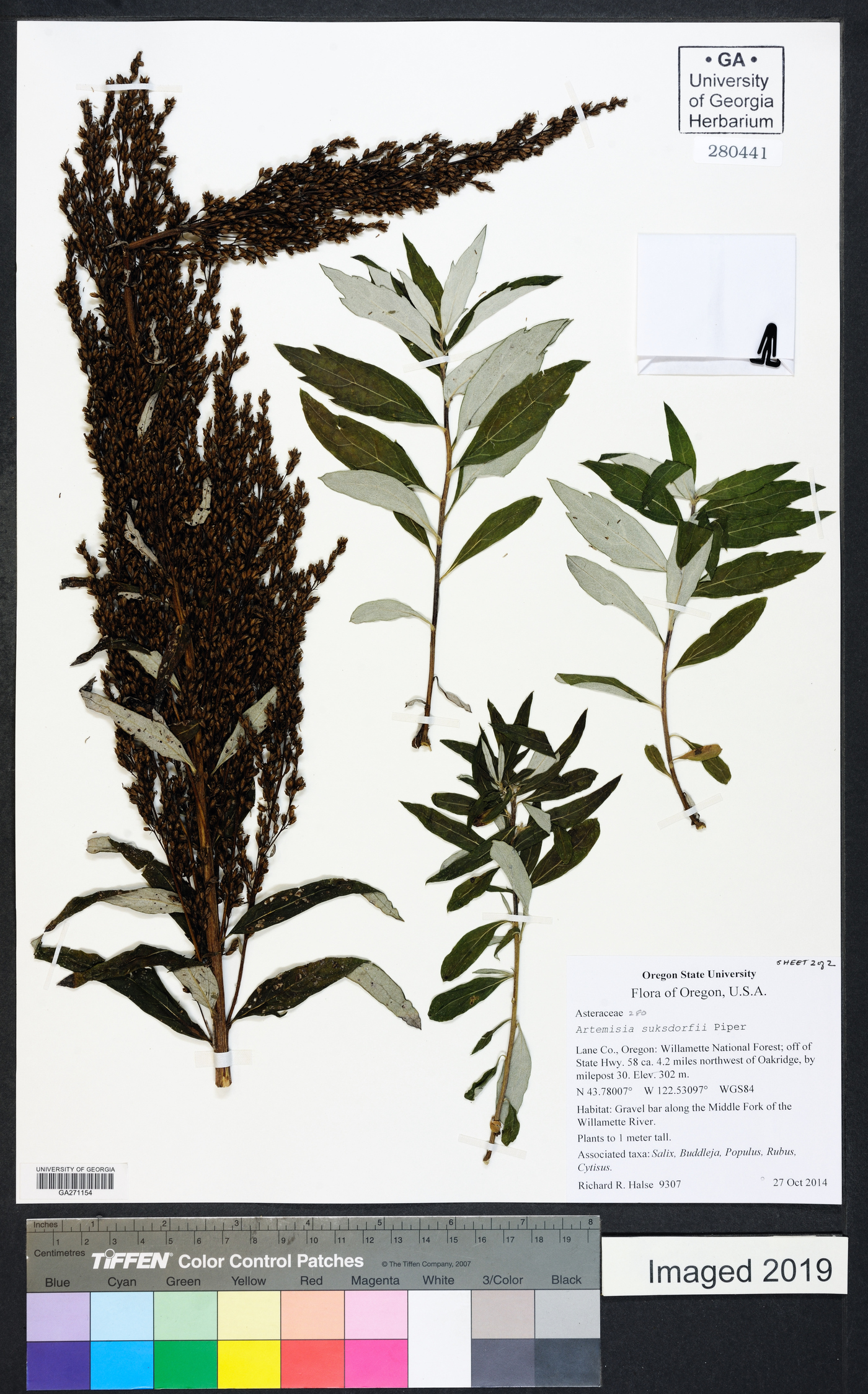 Artemisia suksdorfii image